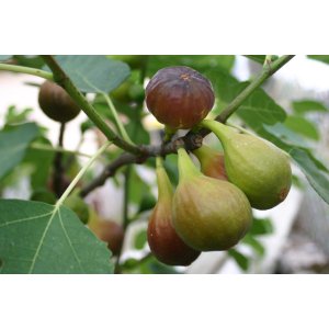 Figovník obyčajný (Ficus carica) ´BROWN TURKEY´ - výška 15-25 cm, kont. C2L (-20°C)